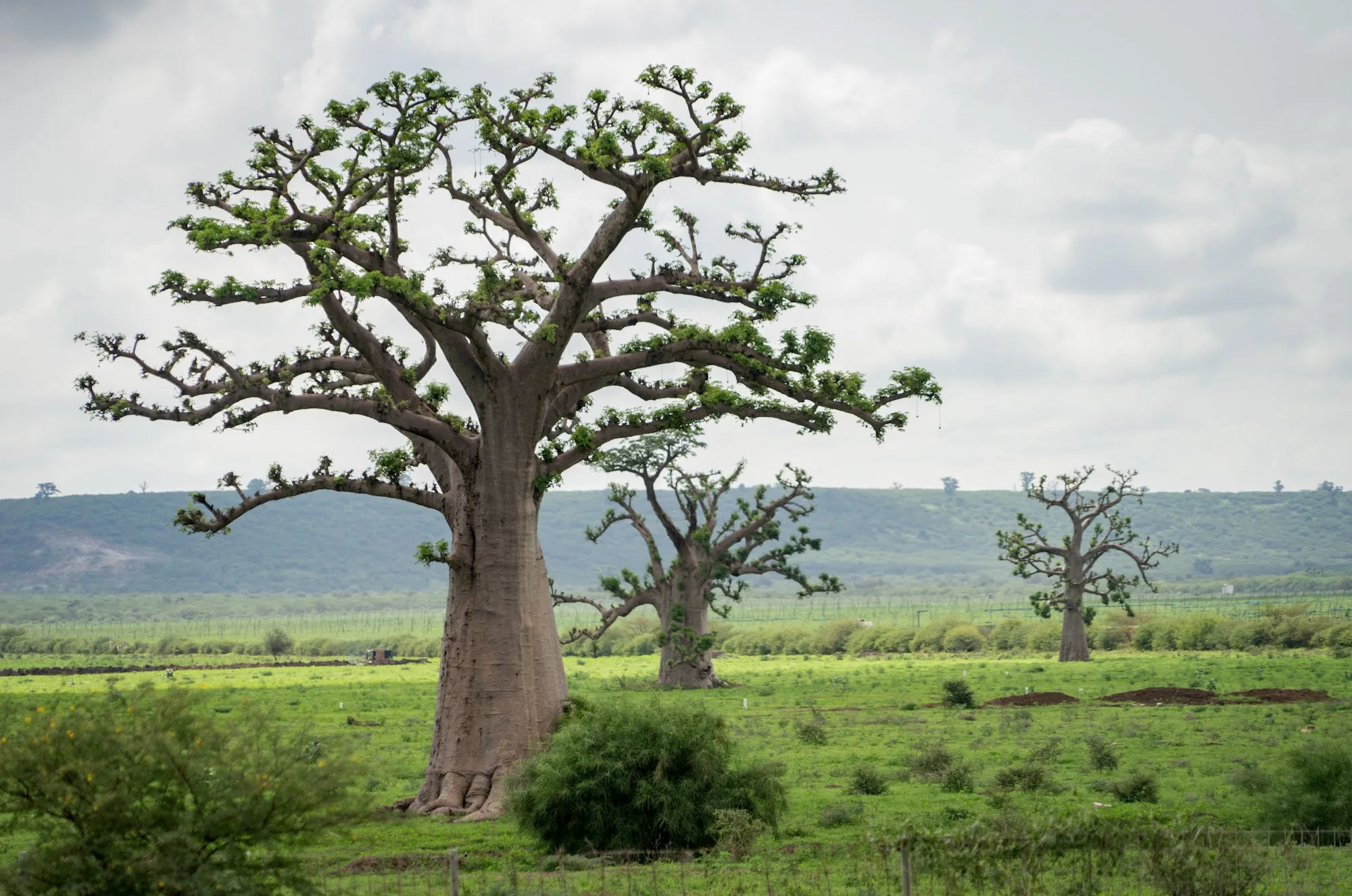Baobab, Sénégal
